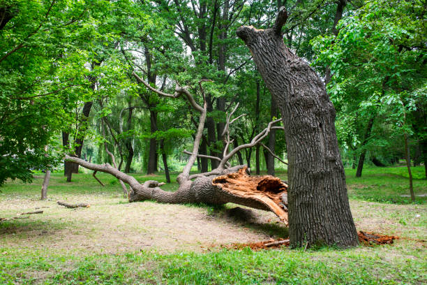 Best Lot and Land Clearing  in Polkton, NC