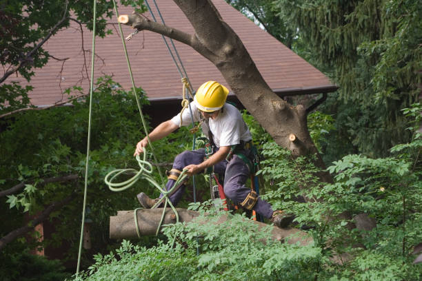 Best Tree Trimming and Pruning  in Polkton, NC