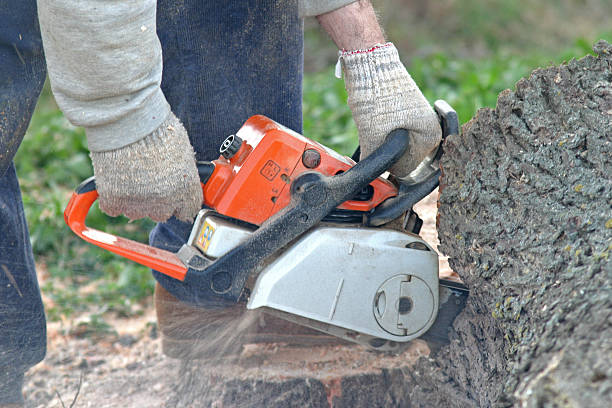 Best Arborist Consultation Services  in Polkton, NC