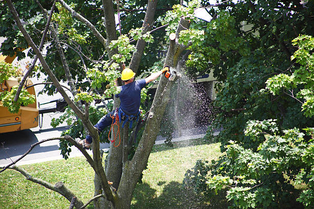 Best Commercial Tree Services  in Polkton, NC