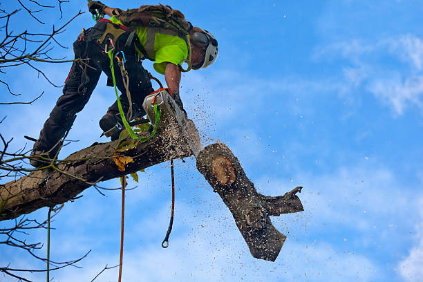 Best Fruit Tree Pruning  in Polkton, NC